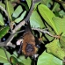 bat_fruit_lan_baa_v_0225_mal0277.jpg